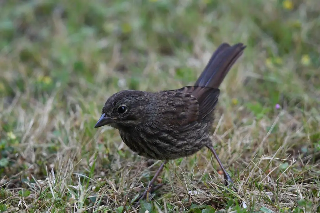 Towhee (Pipilo Erythrophthalmus)