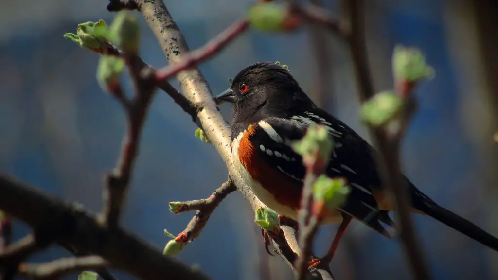 Towhee (Pipilo Erythrophthalmus)