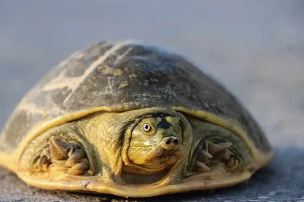 How To Transport A Turtle On An Airplane Safely?