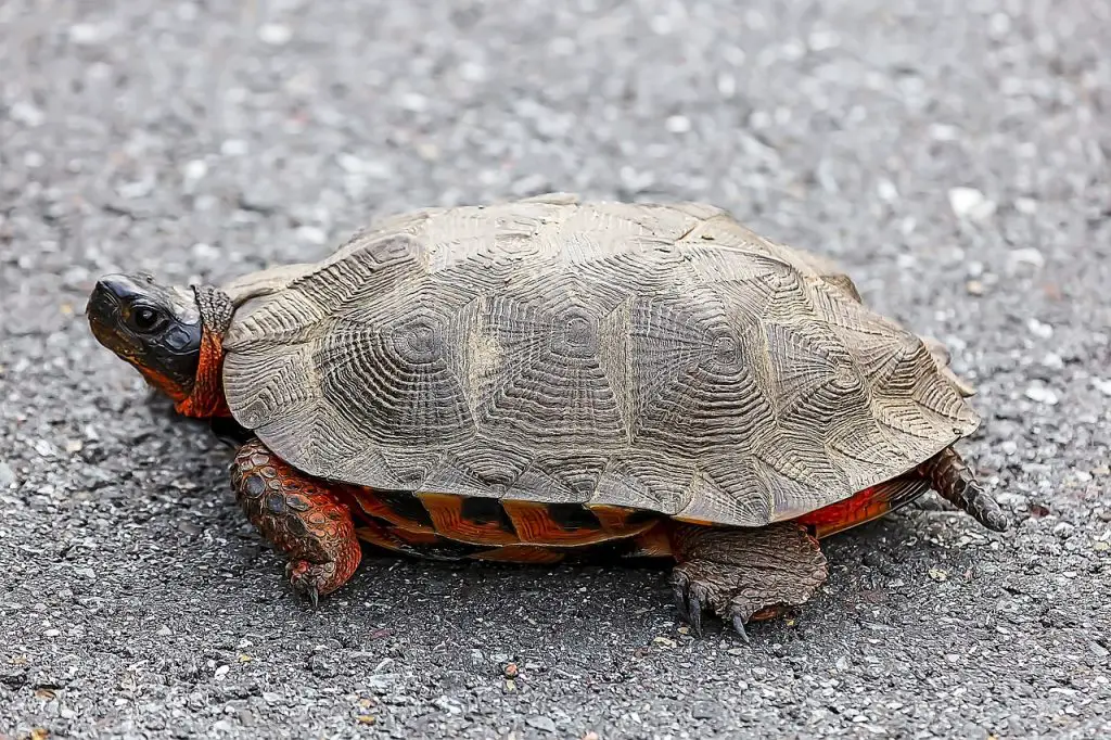 How To Transport A Turtle On An Airplane Safely?