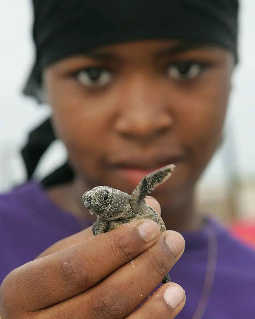 What Do Baby Turtles Eat In The Wild?