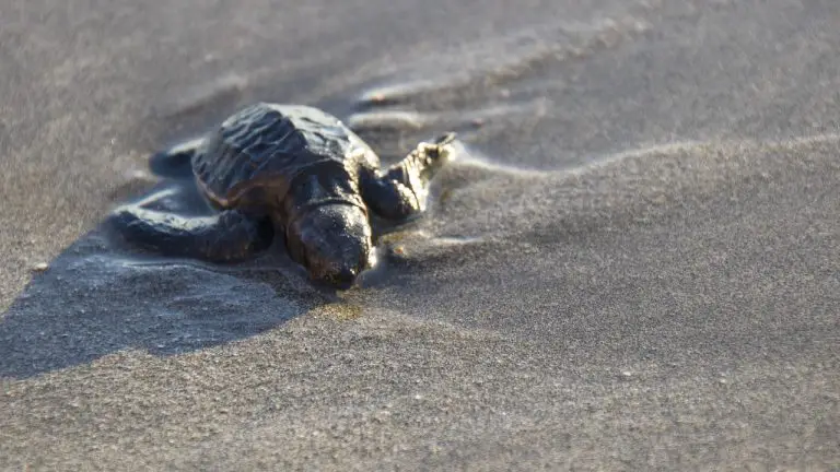 What Do Baby Turtles Eat In The Wild?