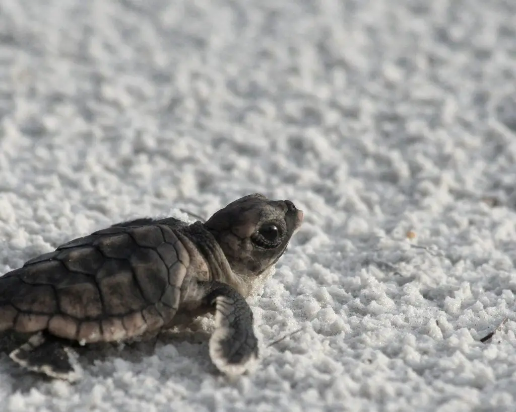 What Do Baby Turtles Eat In The Wild?