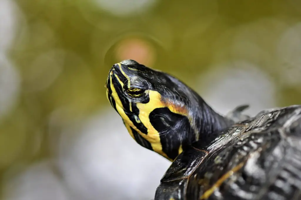 What Vegetables Can Snapping Turtle Eat?