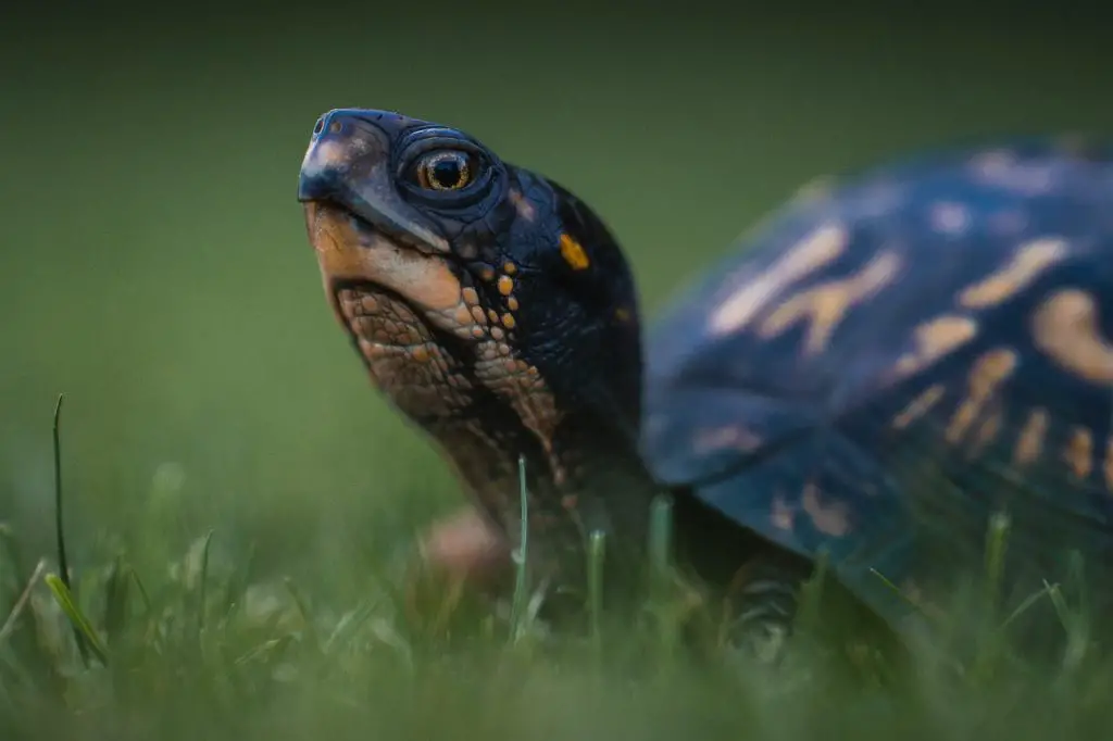 What Vegetables Can Snapping Turtle Eat?