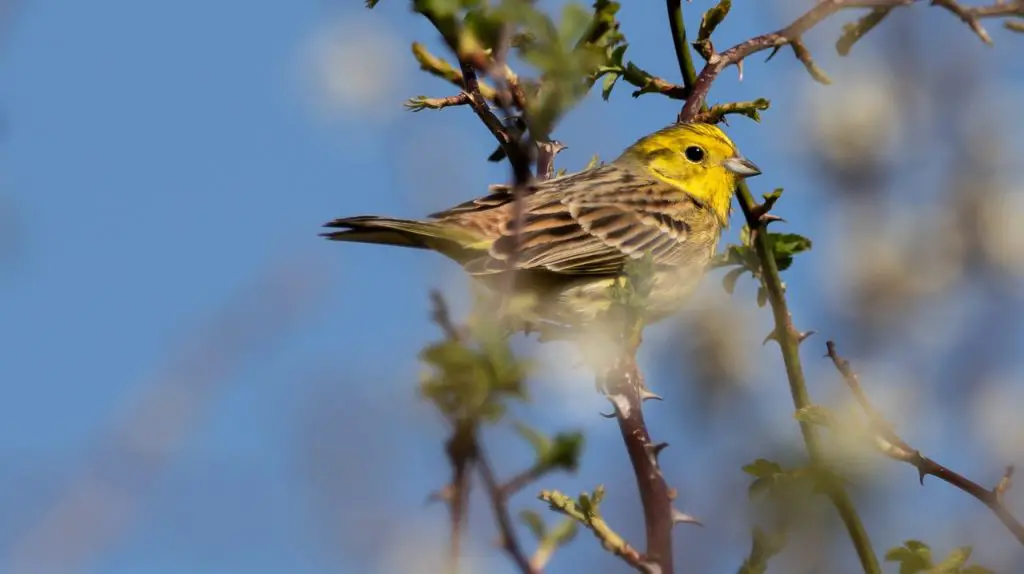 Yellowhammer (Emberiza Citrinella)