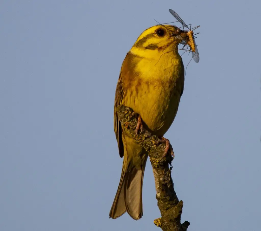 Yellowhammer (Emberiza Citrinella)