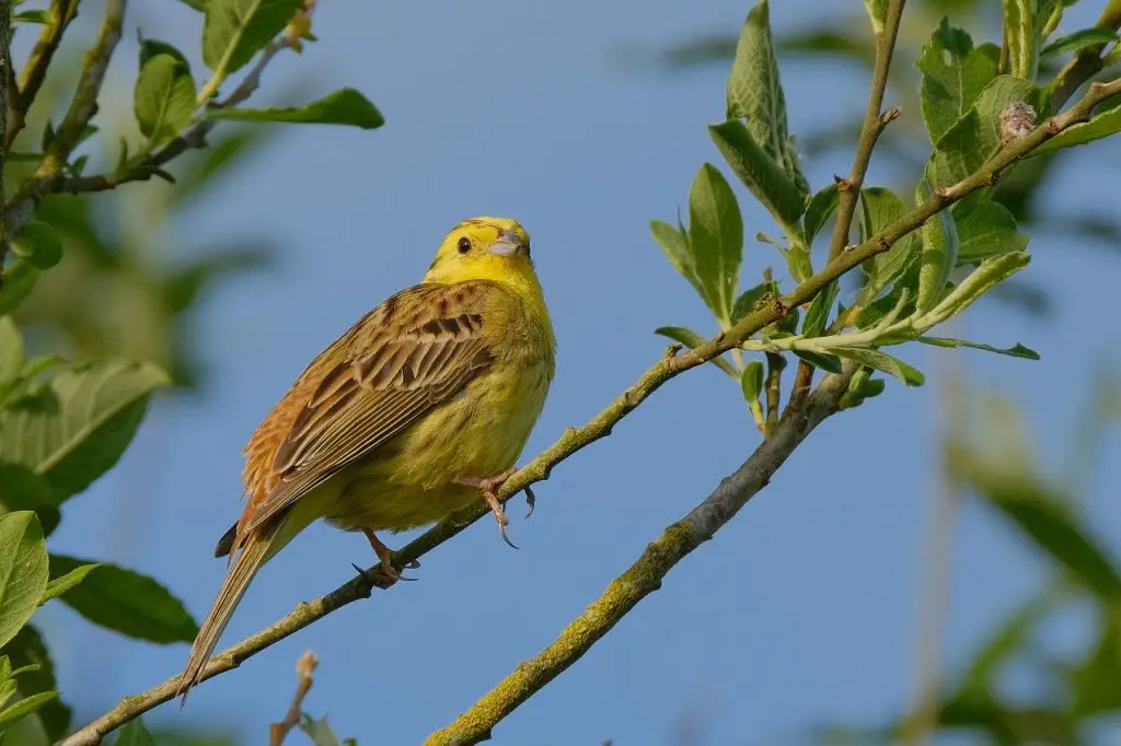 Yellowhammer (Emberiza Citrinella)