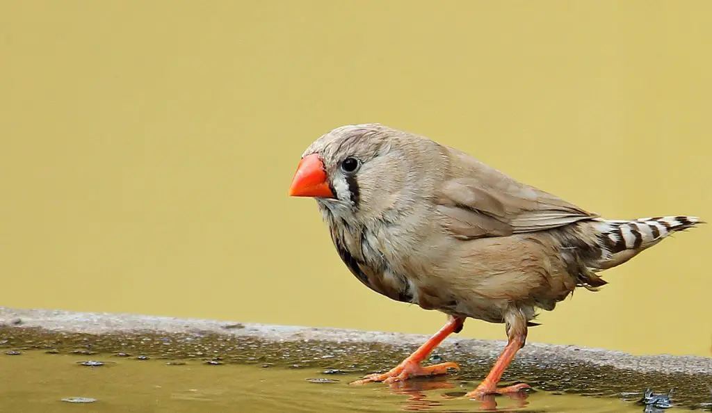 Zebra Finch (Taeniopygia Guttata)