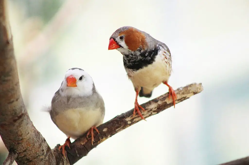 Zebra Finch (Taeniopygia Guttata)