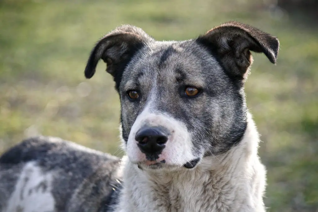 Australian Cattle Dog (Canis Lupus)