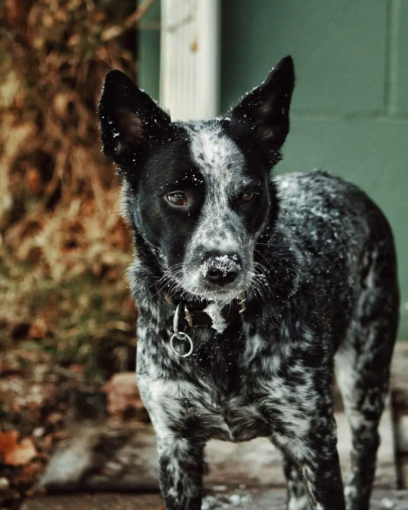 Australian Cattle Dog (Canis Lupus)