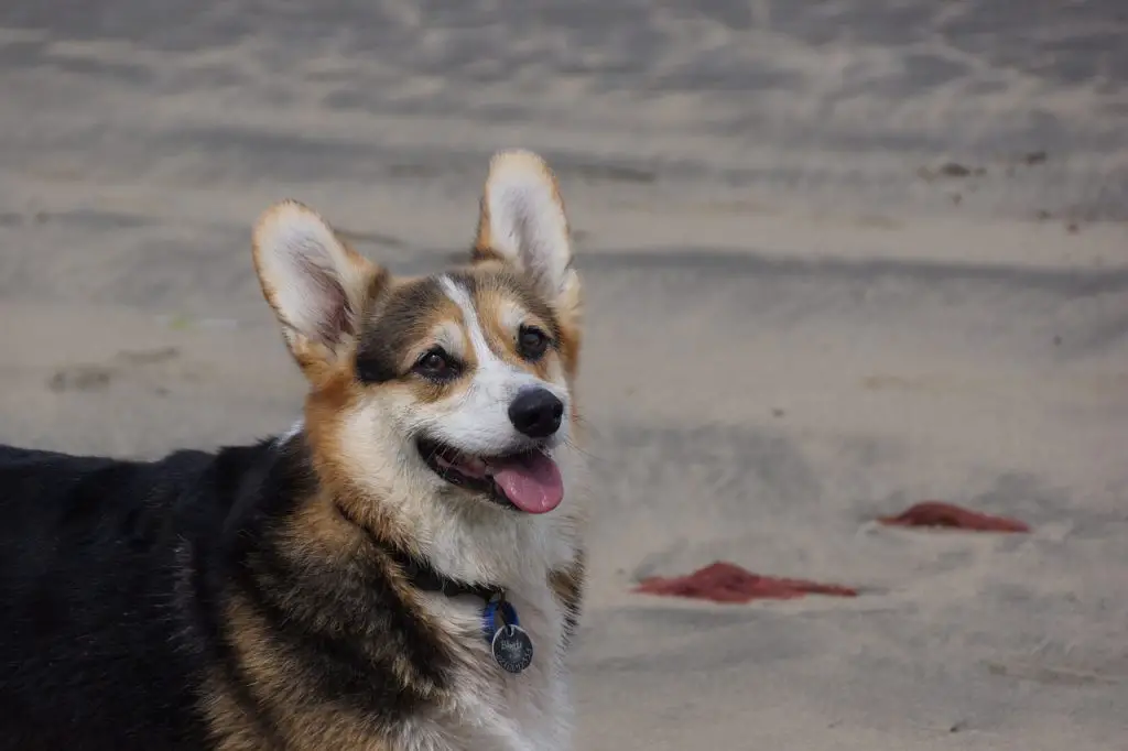 Australian Cattle Dog (Canis Lupus)