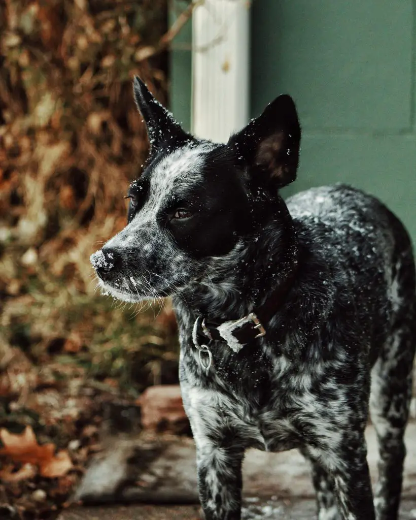 Australian Cattle Dog (Canis Lupus)