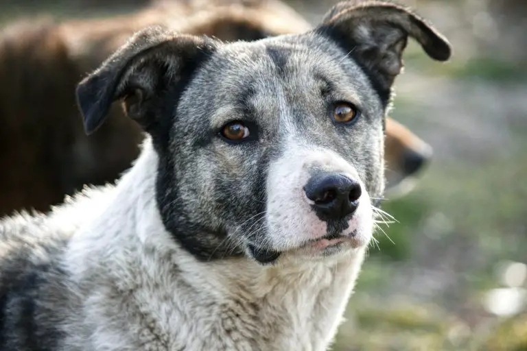 Australian Cattle Dog (Canis Lupus)