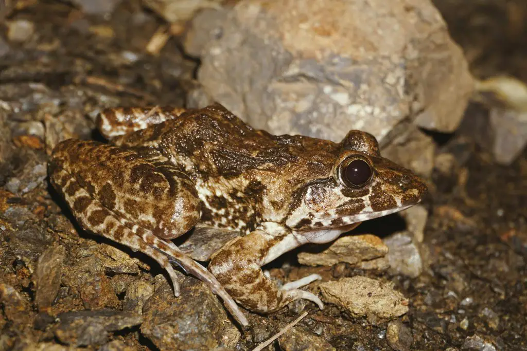 Burrowing Frog