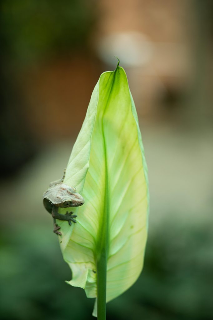 Burrowing Frog