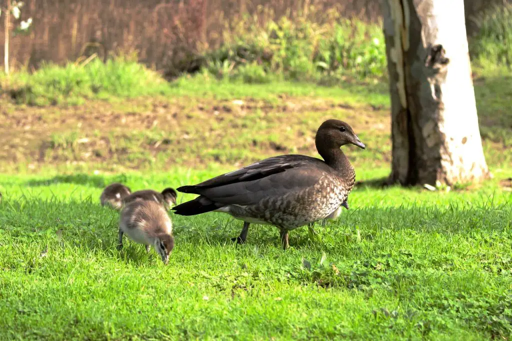 Wood Duck (Aix Sponsa)