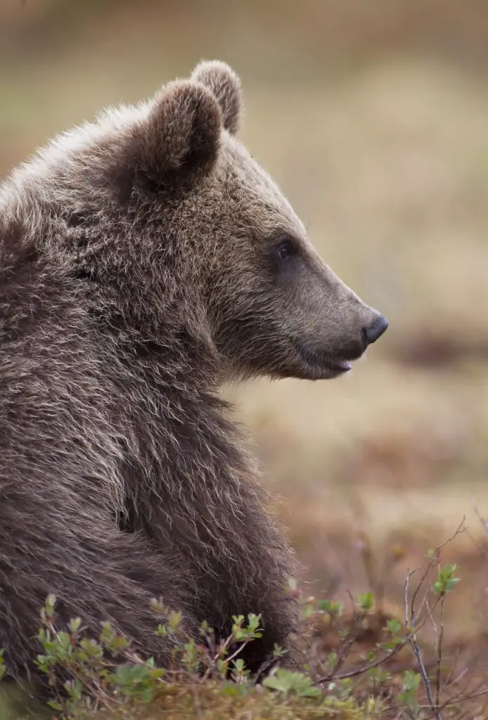 Bear (Ursidae)