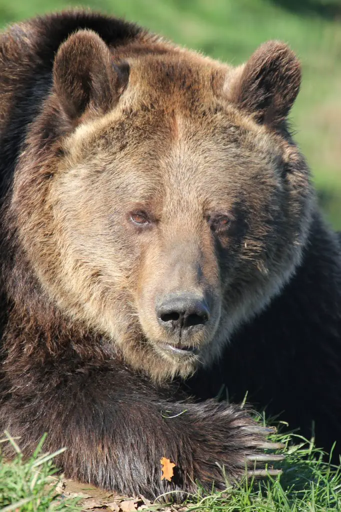 Bear (Ursidae)