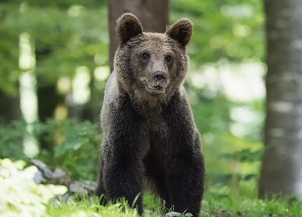 Bear (Ursidae)