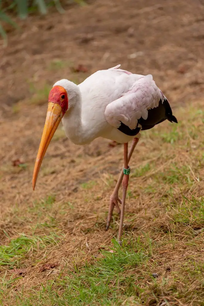 Ibis (Threskiornithidae)