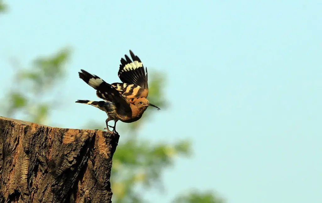 Hoopoe