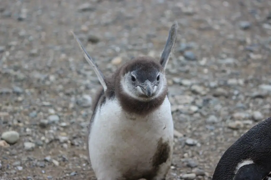 Little Penguin (Eudyptula Minor)