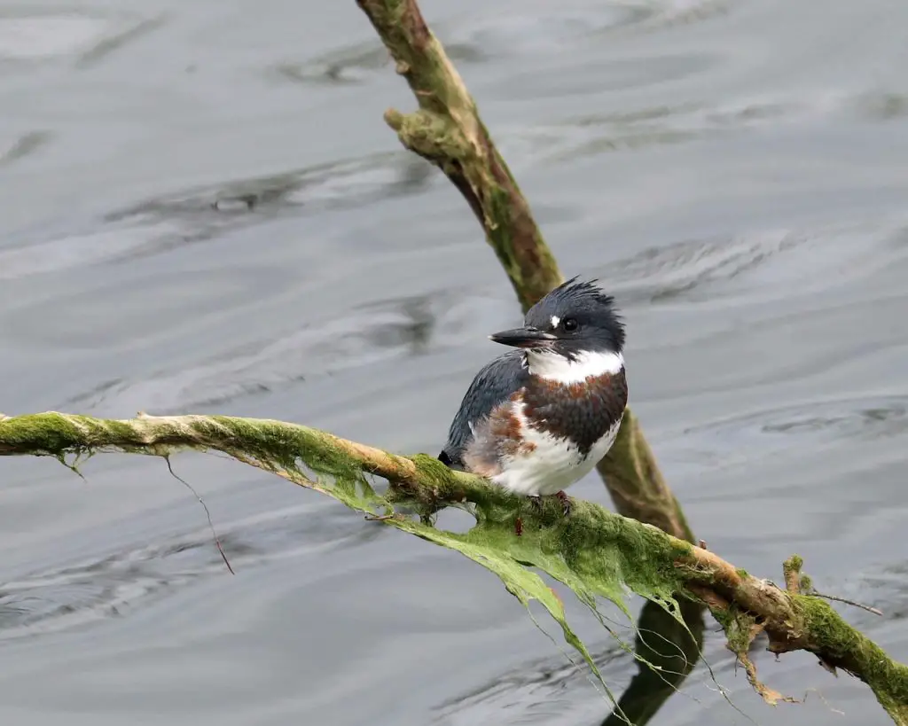 Belted Kingfisher (M. Alcyon)