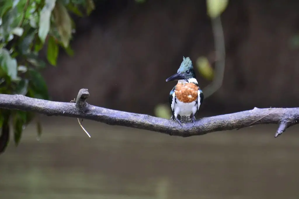 Belted Kingfisher (M. Alcyon)