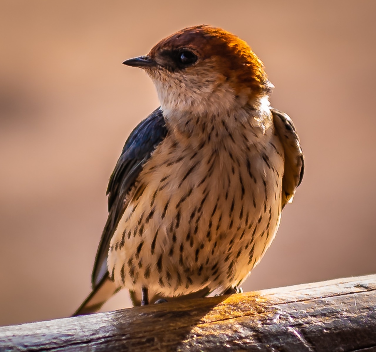 Swallow (Tachycineta Bicolor, Atticora Fasciata)