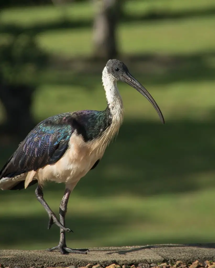 Ibis (Threskiornithidae)