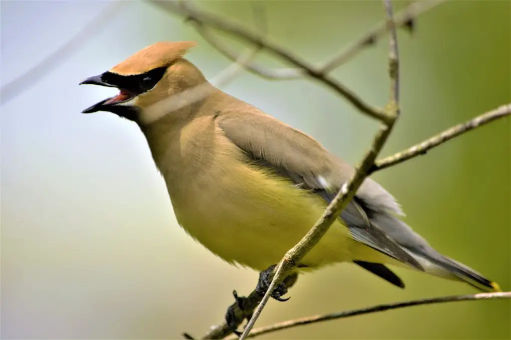 Cedar Waxwing (Bombycilla Cedrorum)