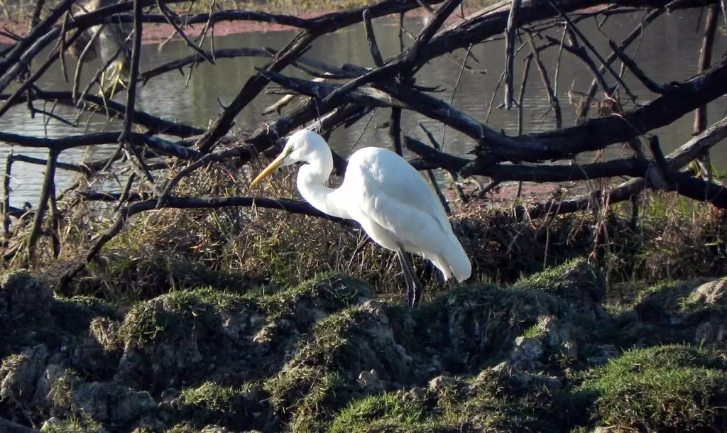 Great Egret (Ardea Alba)