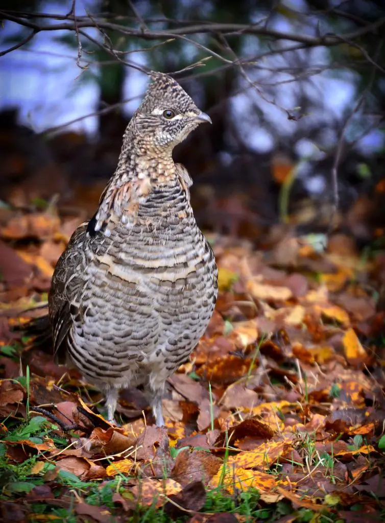 Grouse (Tetraoninae) Bird Facts