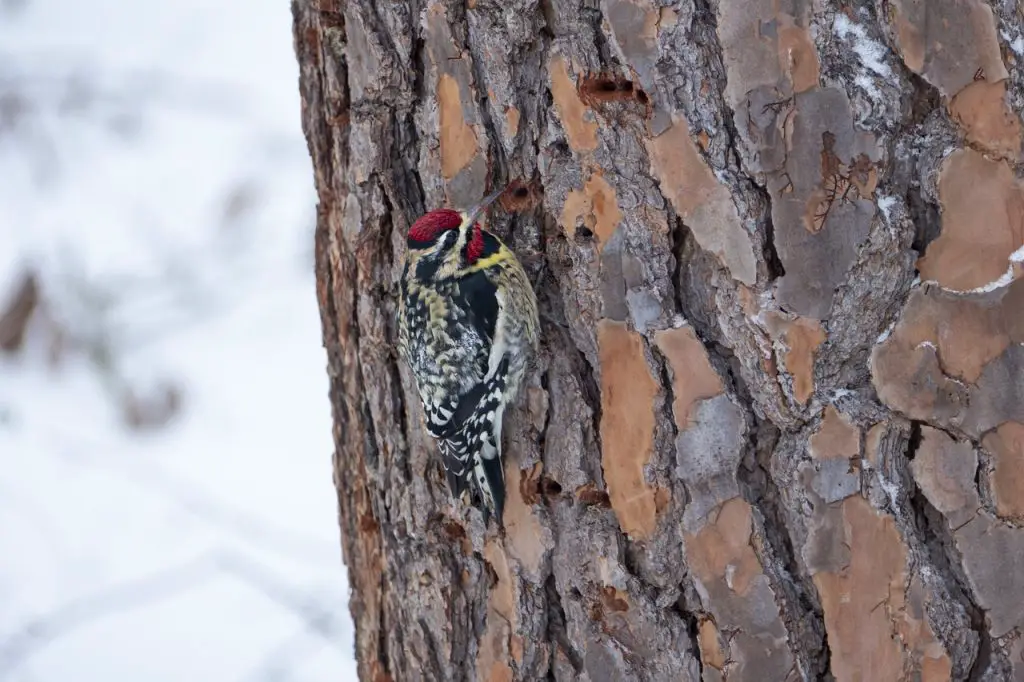 Yellow Bellied Sapsucker (Sphyrapicus Varius)