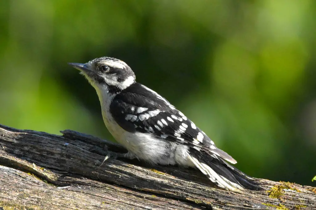 Downy Woodpecker (D. Pubescens)