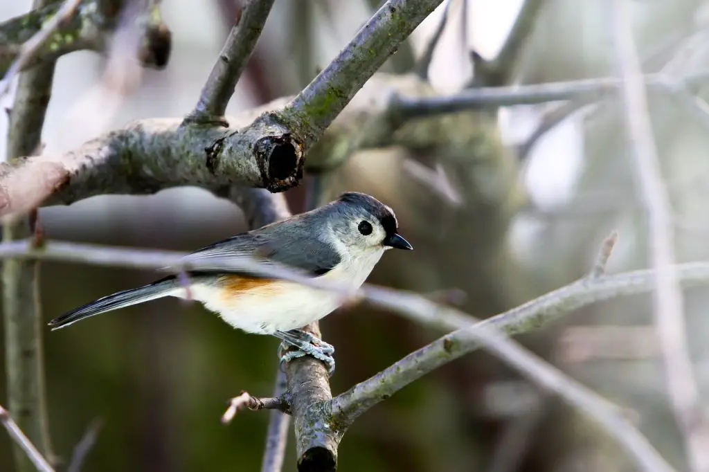 Tufted Titmouse (B. Bicolor)