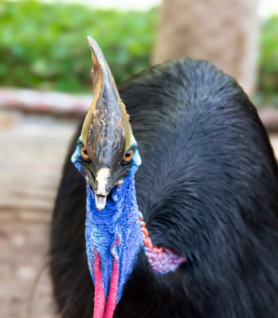 Cassowary (Casuarius Spp.)