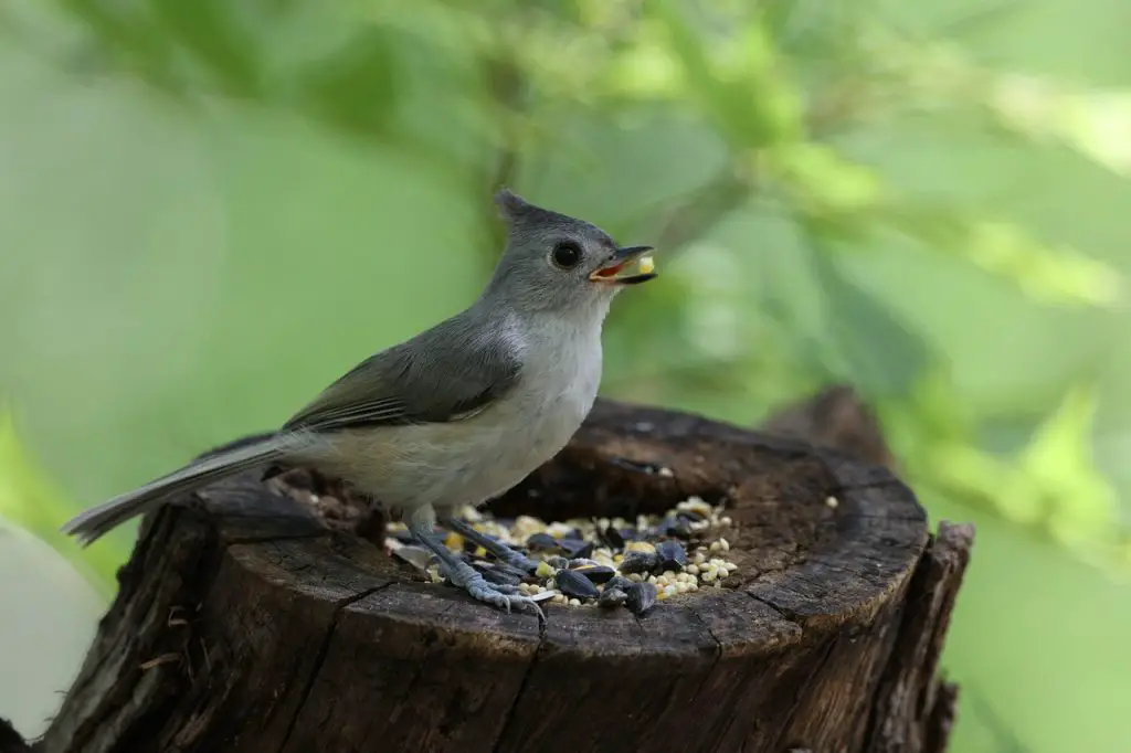 Tufted Titmouse (B. Bicolor)