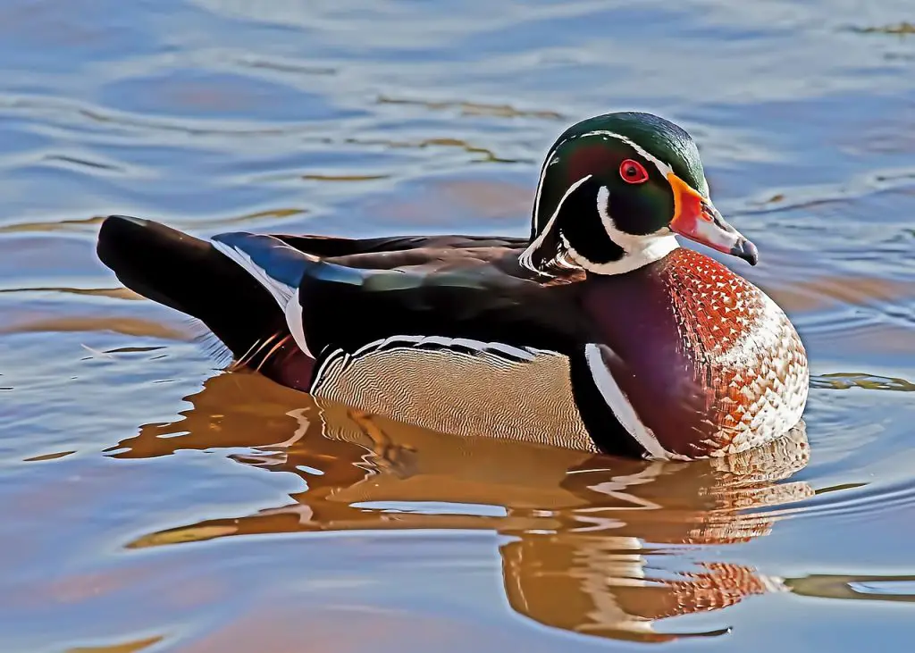 Wood Duck (Aix Sponsa)