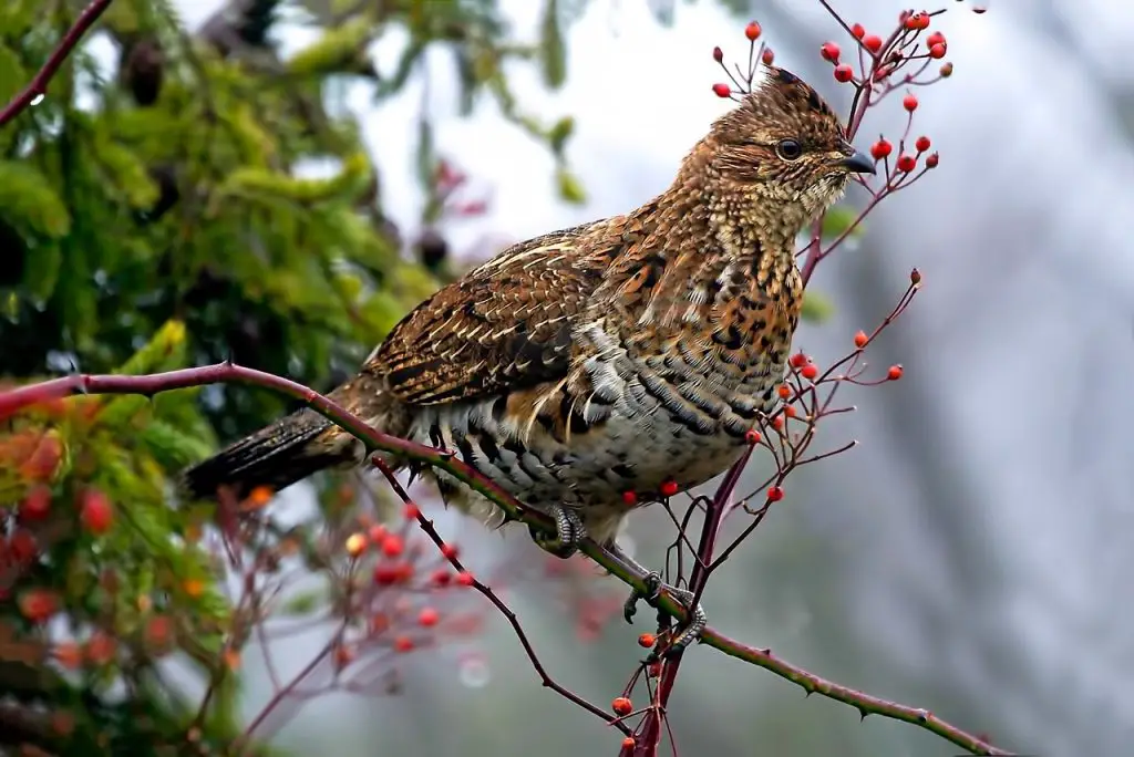 Grouse (Tetraoninae) Bird Facts