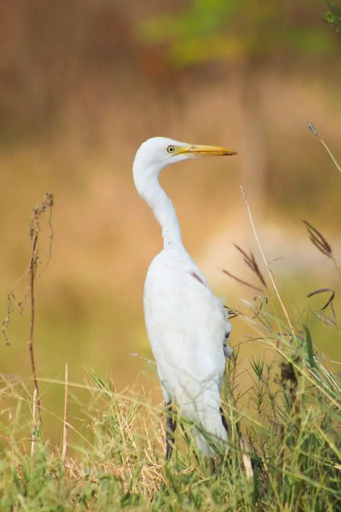 Great Egret (Ardea Alba)