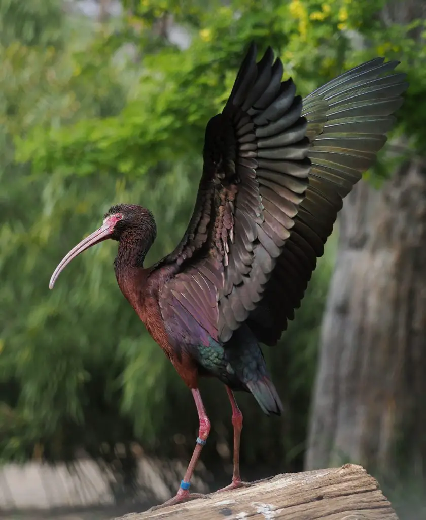 Ibis (Threskiornithidae)