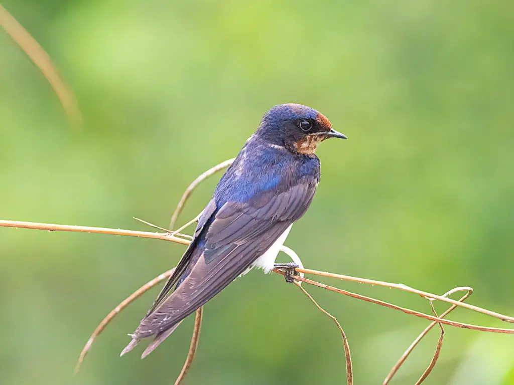 Swallow (Tachycineta Bicolor, Atticora Fasciata)