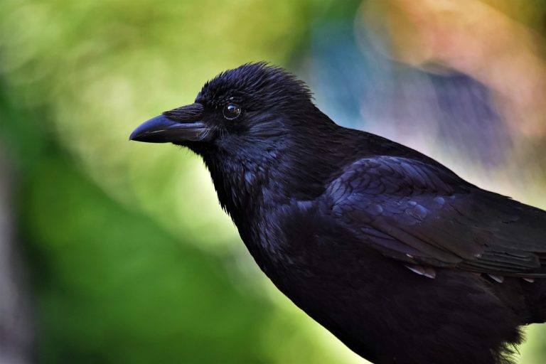 Jackdaw