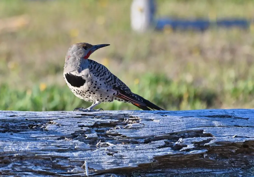 Northern Flicker (C. Auratus)