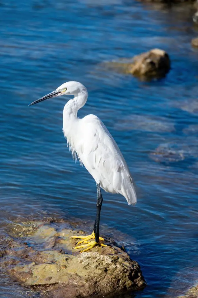 Great Egret (Ardea Alba)