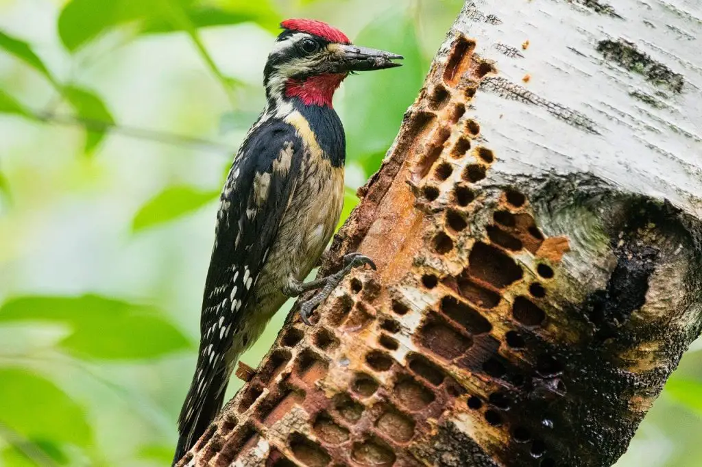 Yellow Bellied Sapsucker (Sphyrapicus Varius)