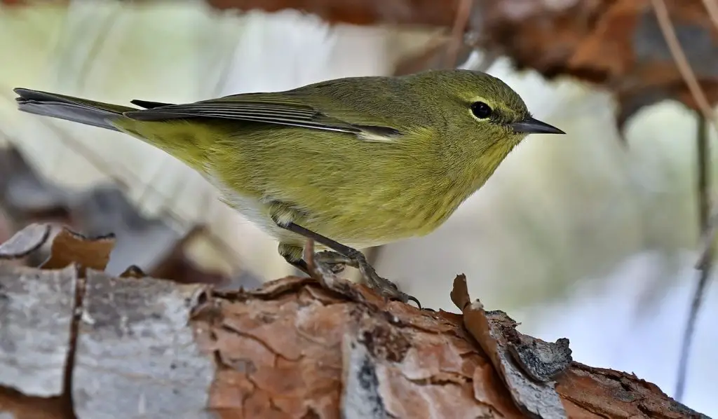 Orange-Crowned Warbler (Leiothlypis Celata)